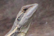 Gilbert's Dragon (Lophognathus gilberti)
